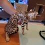 Бенгалски котета, снимка 15