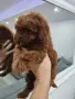 Пудел Той/Poodle Toy, снимка 5