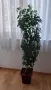 Продавам шефлера висока 1м.със саксията за 15 евро, снимка 1