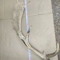Продавам рог от елен лопатар, снимка 6 - Други ценни предмети - 41886670