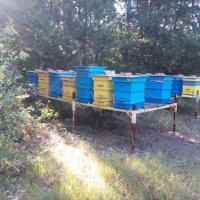 Продавам пчелни семейства с платформи, отводки и рамки с пило и пчели., снимка 4 - За пчели - 41983459