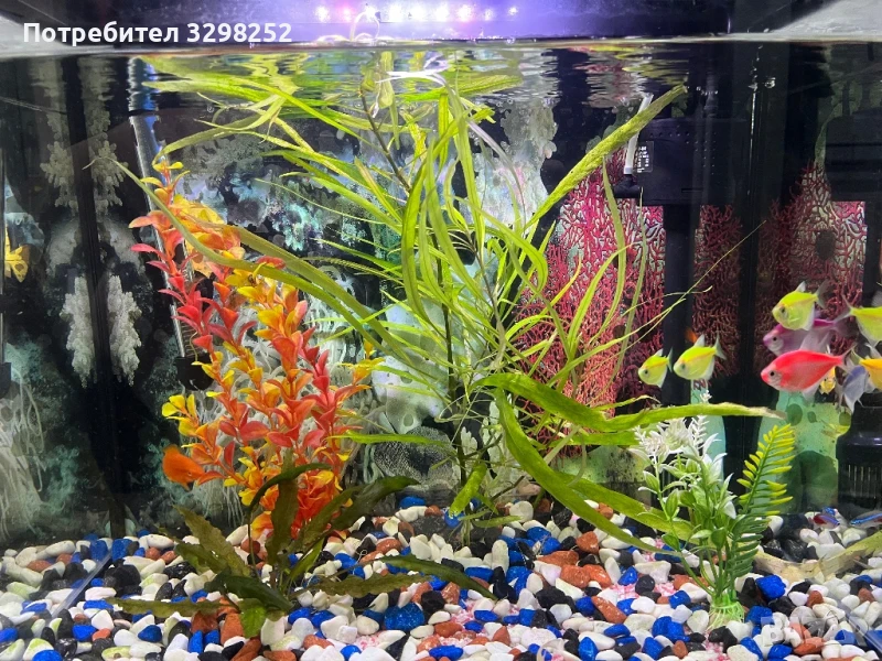 Аквариум, снимка 1