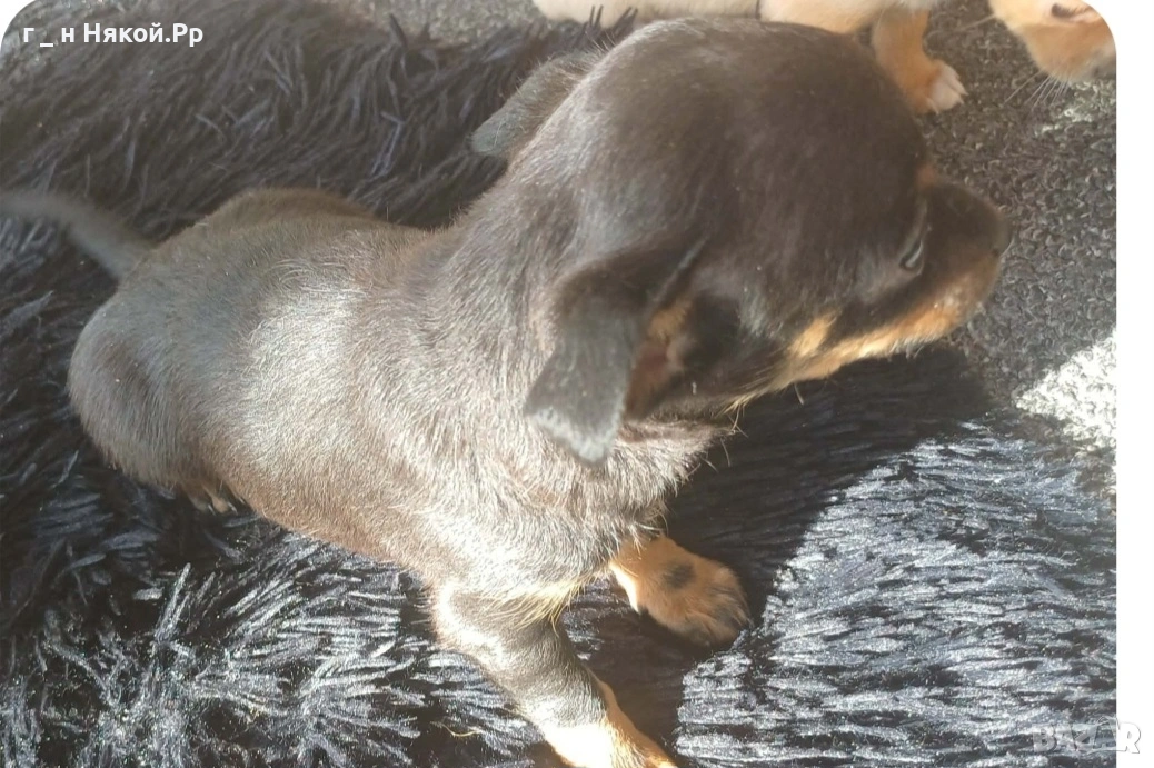 момче мини пинчер ., снимка 1