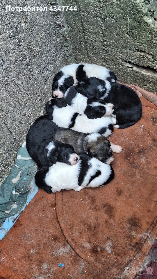 Подаряват се малки кученца 7 броя. , снимка 1