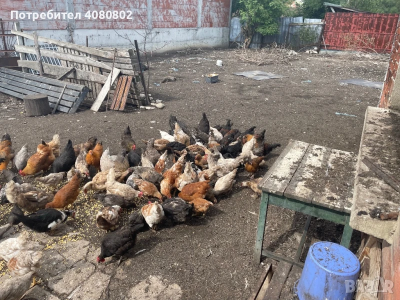 Селски кокошки и патици, снимка 1