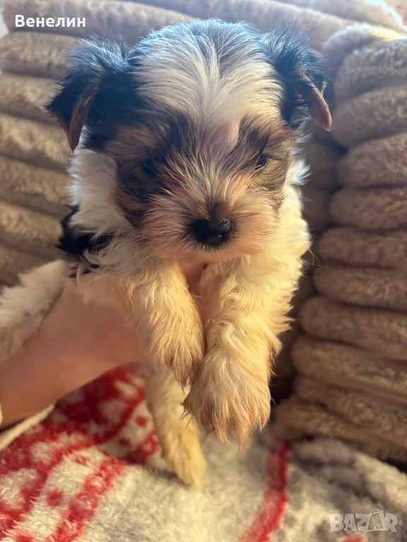 Йорки бивър Изгодно! , снимка 1