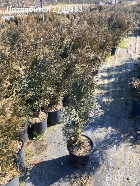 Туя фастигиата, снимка 1