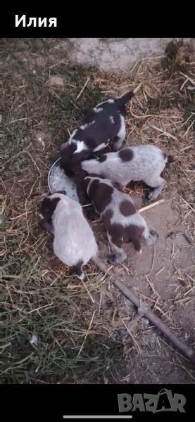 Дратхаар 2 женски 1 мъжко свободни, снимка 1