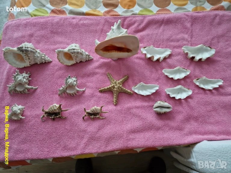 Морски раковини, снимка 1