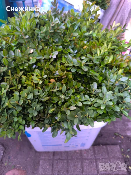 Клончета чемшир за вкореняване-10 броя за 6лв, снимка 1