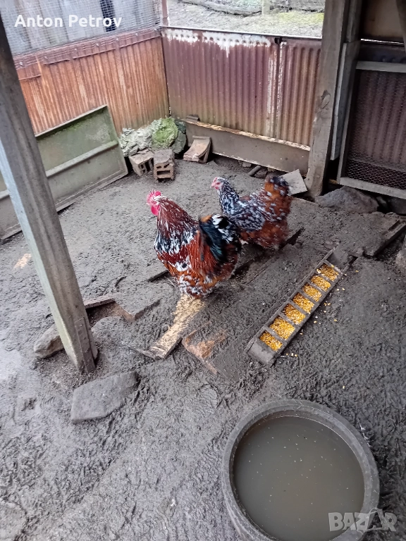 Продавам млади чифтове Орпингтон порцелан!, снимка 1