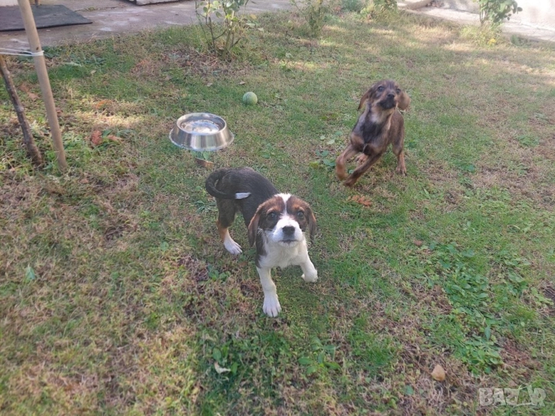 Подарявам женски кученца (майка- Български Барак, баща- неизвестен), снимка 1