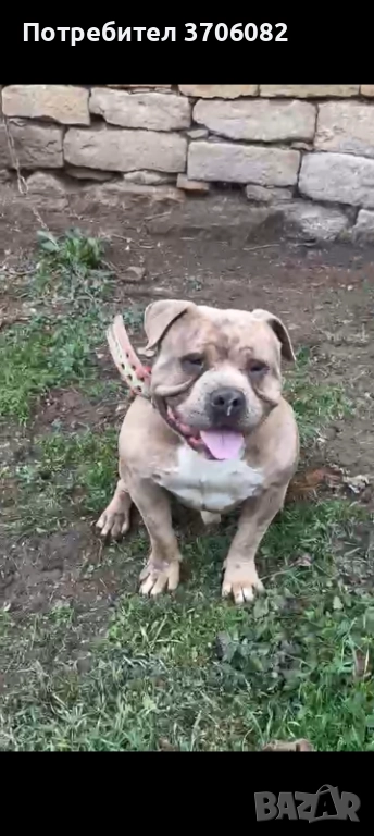 Продавам Були покет на година и четири месеца не е агресивен , снимка 1