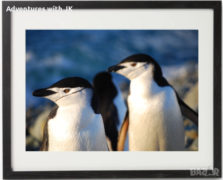 Авторски фотопринт "Пингвинско любопитство" в черна рамка от MDF с паспарту с размер 40х50 см, снимка 1