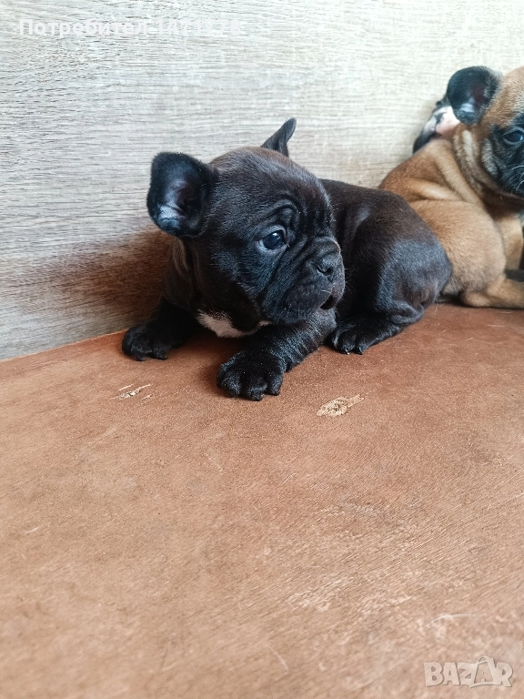 френски булдог , снимка 1