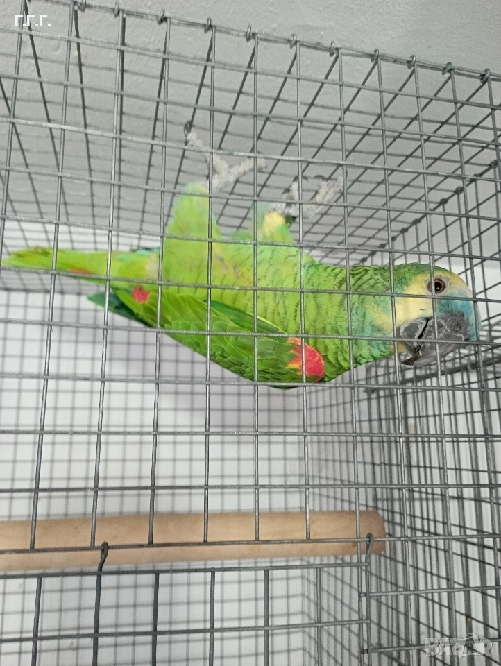 Женска синьочела амазона , снимка 1