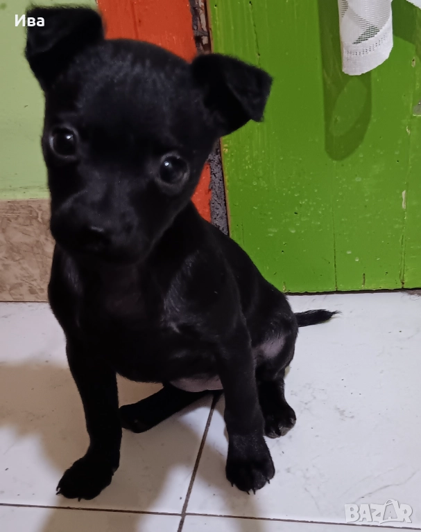 Свободна ваксинирана чистокръвна мини пинчер дама, снимка 1