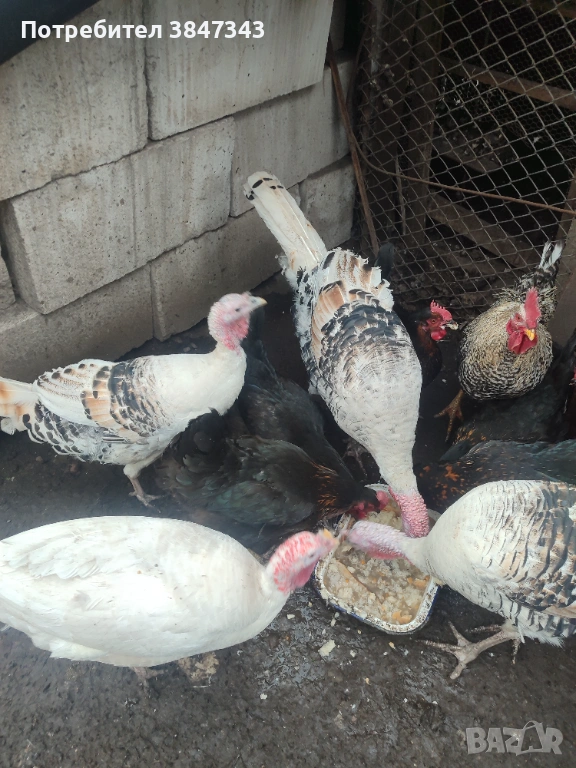 Млади пуйки, снимка 1