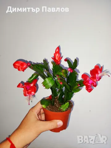 Коледниче/ Шлумбергера ЖЪЛТО,оранжево,бяло,розово,цикламено,червено, снимка 8 - Стайни растения - 31354031