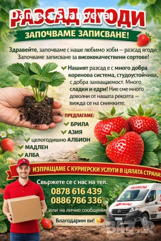 Разсад ягоди  