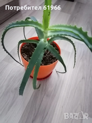 Драцена и Дебела Мара! Красиво Алое ! 