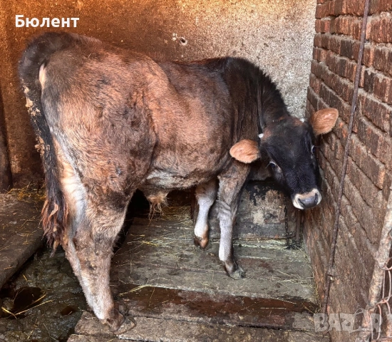 Мъжко теле на 4 месеца