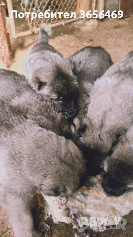 Породисти КАНГАЛИ., снимка 11 - Кангал - 53622874