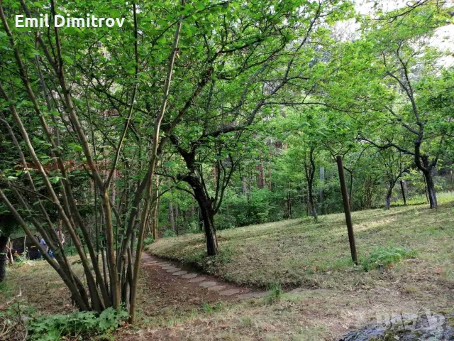 Парцел 530 кв.м сред борова гора, на 25 км от Боровец и 40 км от София, снимка 6 - Парцели - 55772952