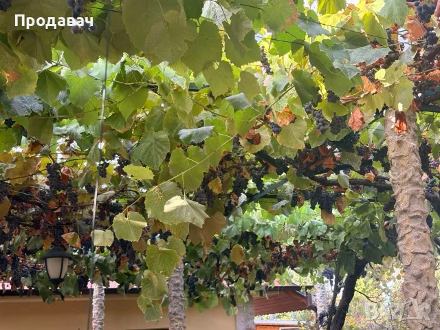 Грозде около 200-300 кг 20цента /кг, снимка 3 - Домашни продукти - 56241113