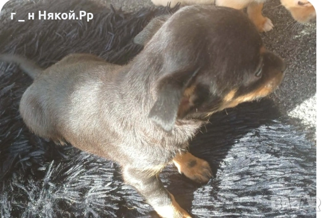 момче мини пинчер .