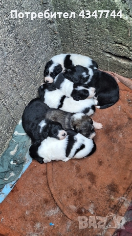 Подаряват се малки кученца 7 броя. 