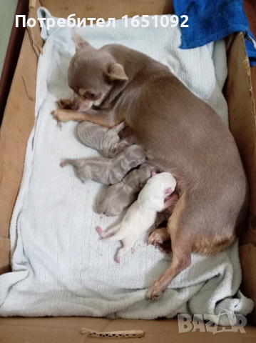 Чихуа, снимка 3 - Чихуахуа - 52441086