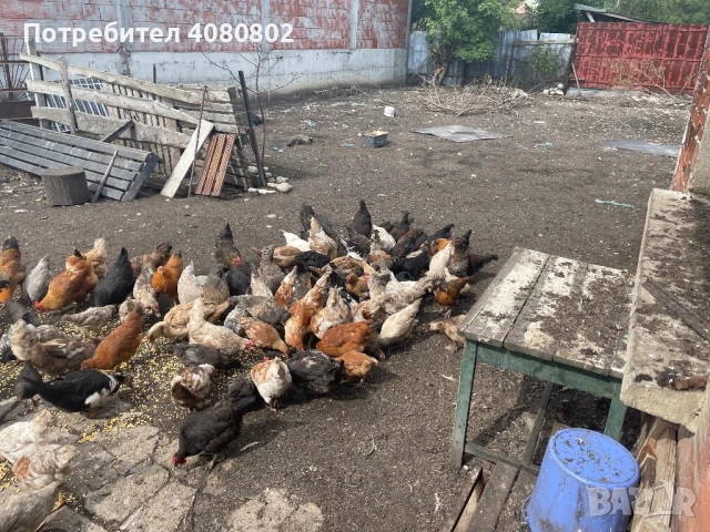 Селски кокошки и патици, снимка 1