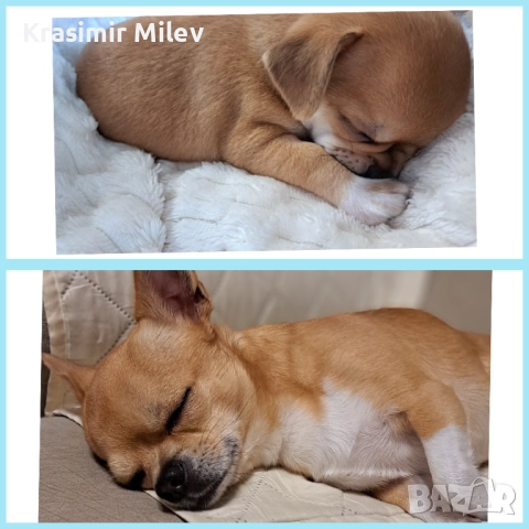 малко момченце мини чихуа, снимка 10 - Чихуахуа - 52515787