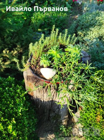 Сукуленти, снимка 7 - Градински цветя и растения - 33126146