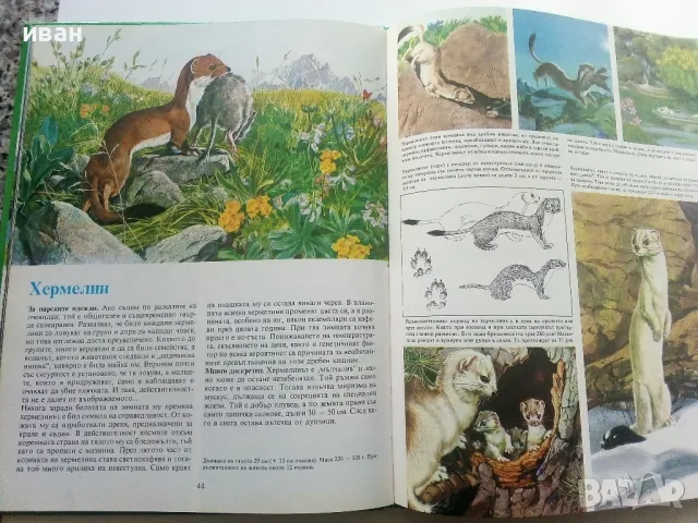 Тайните на животните  - В планините / В саваните - 1991г., снимка 5 - Енциклопедии, справочници - 47526666