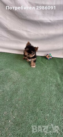 Мини йоркширски териер , снимка 2 - Йоркширски териер - 41190676