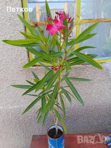 цъфтящи цветя , снимка 6 - Стайни растения - 50488175