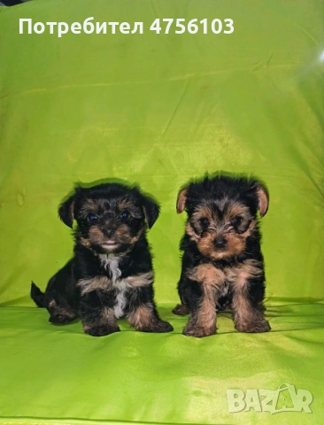 Продавам Йоркширски териерчета