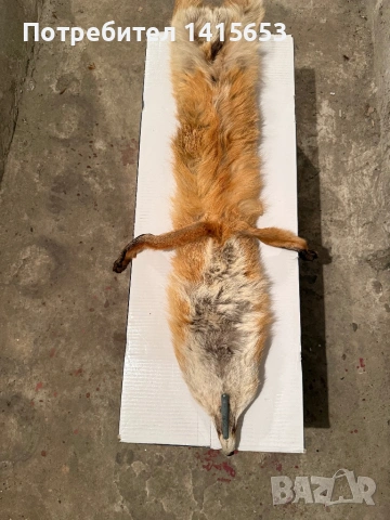 Продавам препарирана лисица, снимка 5 - Други ценни предмети - 53848530