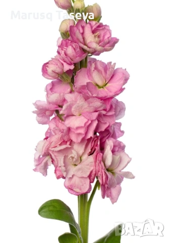 Шибой кичест , снимка 14 - Градински цветя и растения - 53818099