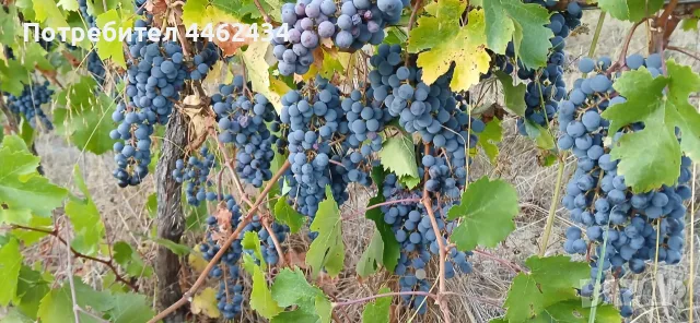 Продавам грозде Каберне Фран, снимка 12 - Други - 56307900