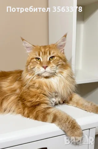 Maine coon чистокръвни, снимка 14 - Мейн кун - 56132815