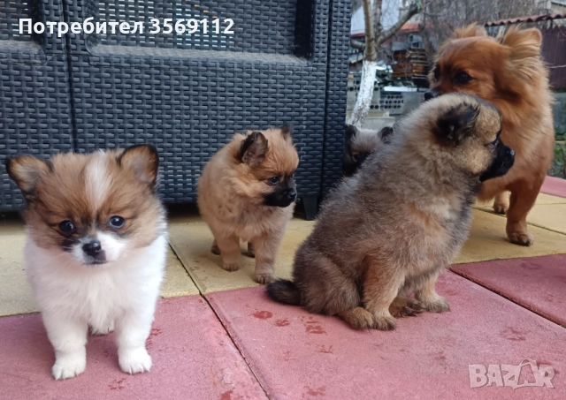 Продавам, снимка 4 - Померан - 52849823