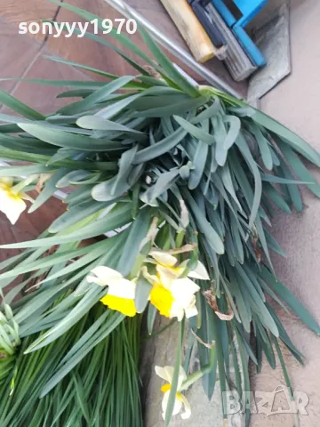 ГРЪМ ОТ НАРЦИСИ 25БР С ЛУКОВИЦИ 1504250637, снимка 5 - Градински цветя и растения - 49899615