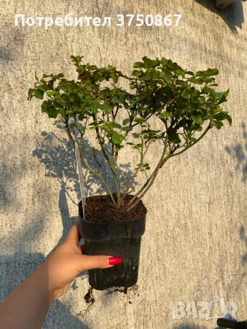 🌹 РОЗА 🌹 Peach DRIFT® Meiggili 🌹, снимка 6 - Градински цветя и растения - 51264438