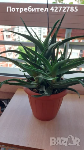 Алое голямо, снимка 4 - Стайни растения - 51322436