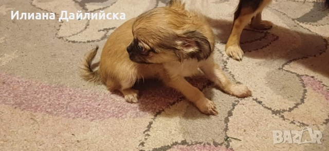 Супер мини чихуахуа, снимка 3 - Чихуахуа - 53387021