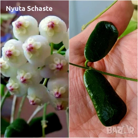 Хоя Hoya rotundiflora