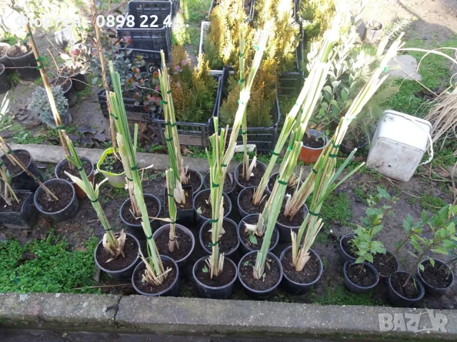 Кортадерия- Пампаска трева ПРИ ПОКУПКА НА 3 БРОЯ 1 БРОЙ ПОДАРЪК, снимка 5 - Разсади - 36164365